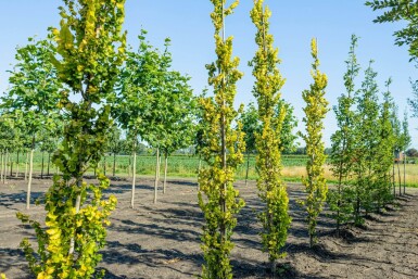 Ulmus x hollandica 'Wredei' baliveau