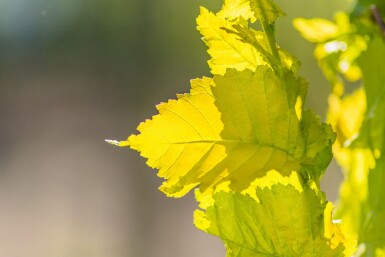 Ulmus x hollandica 'Wredei' baliveau