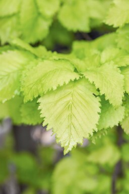 Ulmus x hollandica 'Wredei' baliveau