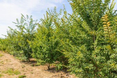 Ulmus minor 'Jacqueline Hillier' cépée