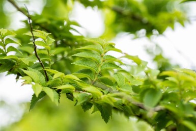 Ulmus minor 'Jacqueline Hillier' cépée