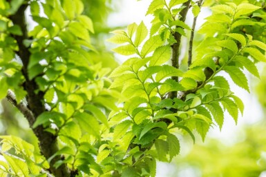 Ulmus minor 'Jacqueline Hillier' cépée