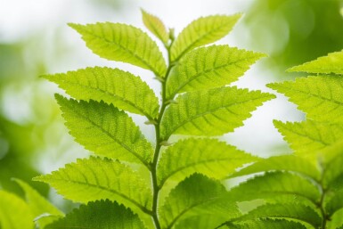 Ulmus minor 'Jacqueline Hillier' cépée