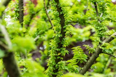 Ulmus minor 'Jacqueline Hillier' cépée
