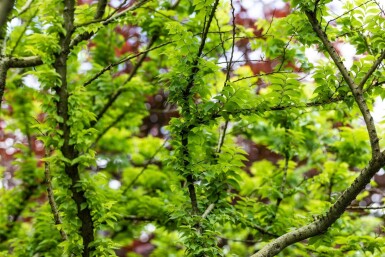 Ulmus minor 'Jacqueline Hillier' cépée