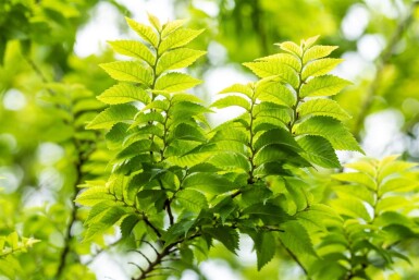 Ulmus minor 'Jacqueline Hillier' cépée