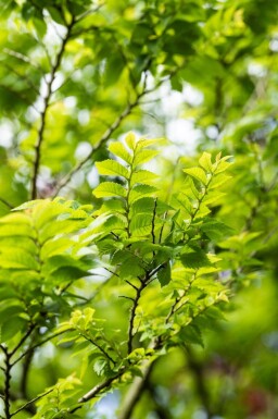 Ulmus minor 'Jacqueline Hillier' cépée