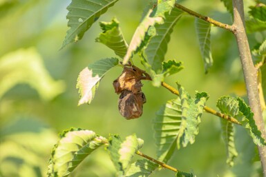 Ulmus minor 'Jacqueline Hillier' cépée