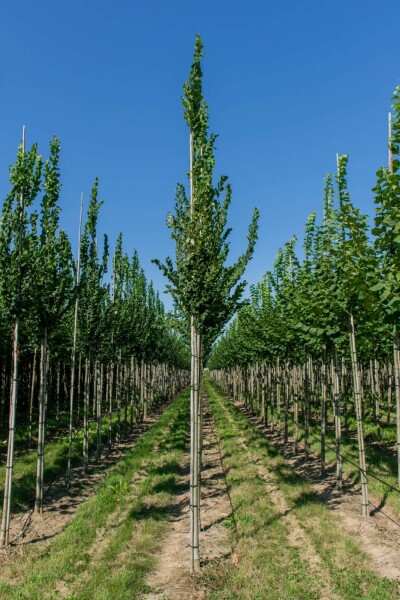 Ulmus 'Nanguen' haute-tige