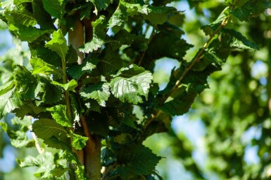 Ulmus 'Nanguen' haute-tige
