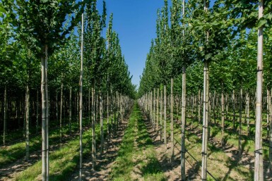 Ulmus 'Nanguen' haute-tige