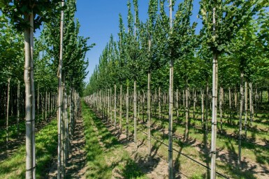 Ulmus 'Nanguen' haute-tige