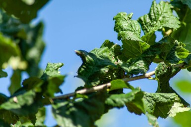 Ulmus 'Nanguen' haute-tige