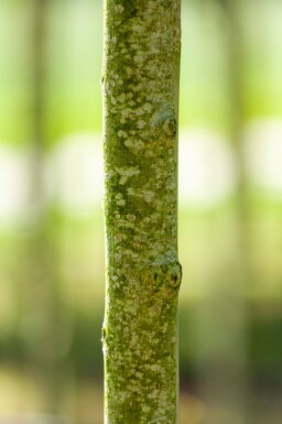 Ulmus 'Nanguen' haute-tige