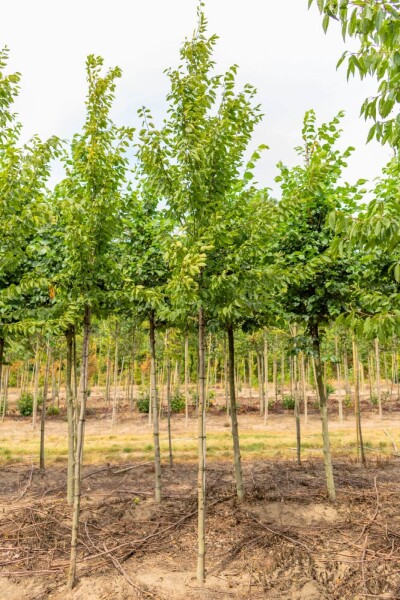 Ulmus 'Sapporo Autumn Gold' haute-tige 12/14