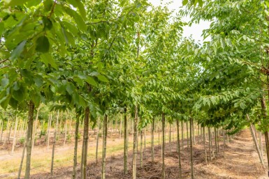 Ulmus 'Sapporo Autumn Gold' haute-tige