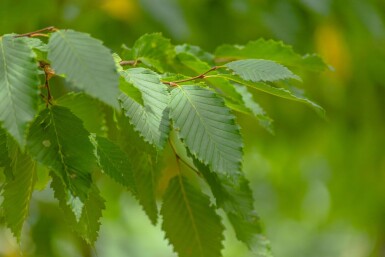 Ulmus 'Sapporo Autumn Gold' haute-tige 12/14