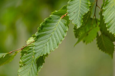 Ulmus 'Sapporo Autumn Gold' haute-tige 12/14