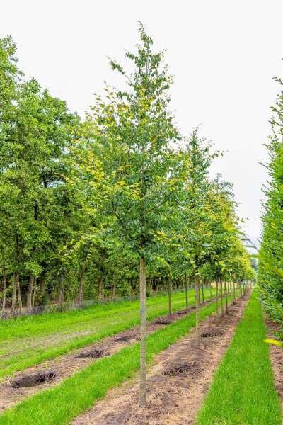 Zelkova serrata haute-tige 14/16