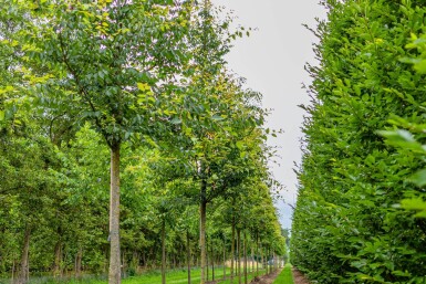 Zelkova serrata haute-tige 14/16