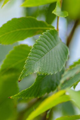 Zelkova serrata haute-tige 14/16