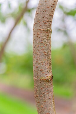 Zelkova serrata haute-tige 14/16