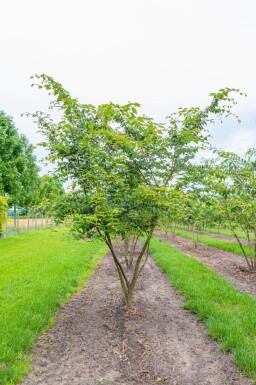 Zelkova serrata cépée
