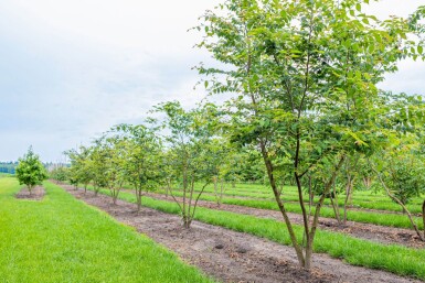 Zelkova serrata cépée