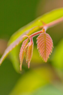 Zelkova serrata cépée