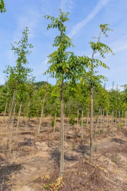 Zelkova serrata 'Flekova' haute-tige