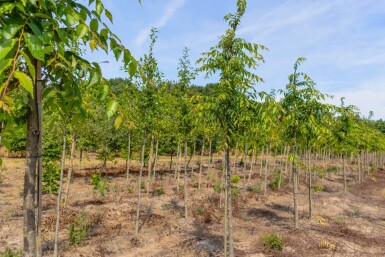 Zelkova serrata 'Flekova' haute-tige