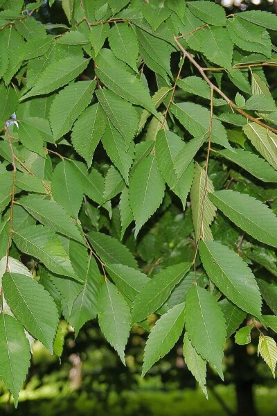 Zelkova serrata 'Flekova' baliveau
