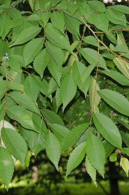 Zelkova serrata 'Flekova' baliveau