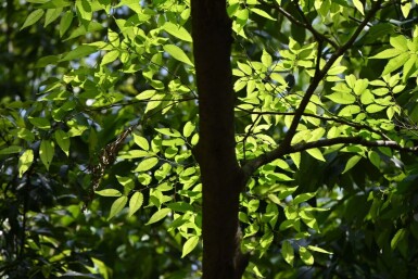Zelkova serrata 'Flekova' baliveau