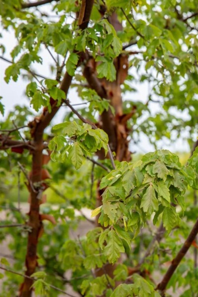 Acer griseum baliveau 6/8