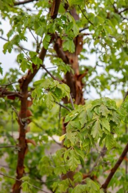 Acer griseum baliveau
