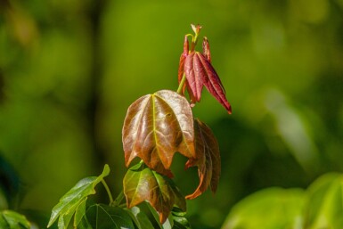 Acer griseum baliveau 6/8