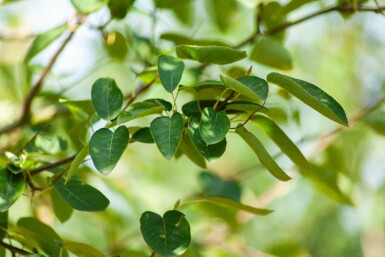 Amelanchier lamarckii solitaire