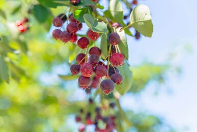 Amelanchier lamarckii solitaire