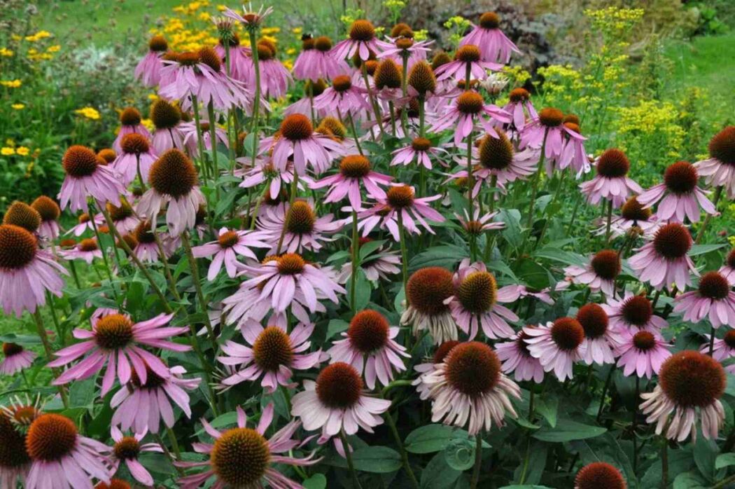 Plantes et haies adaptées aux animaux de compagnie : quelques idées pour un jardin sûr image