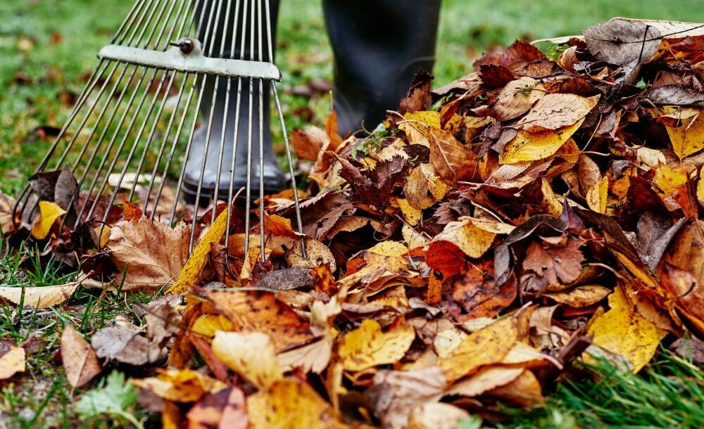 Utilisez intelligemment les feuilles d’automne comme protection naturelle pour votre jardin