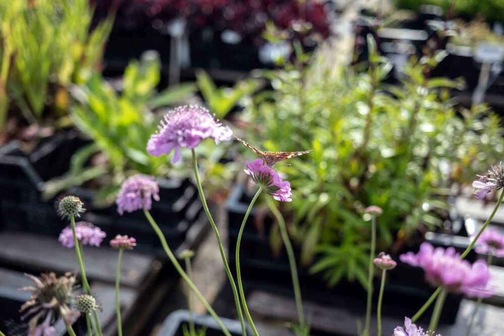 Top 7 des plantes pour les abeilles et les papillons