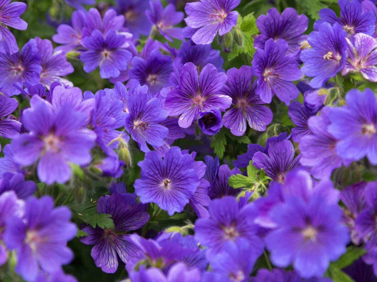 Top 5 plantes tardives pour un jardin coloré jusqu'en automne image