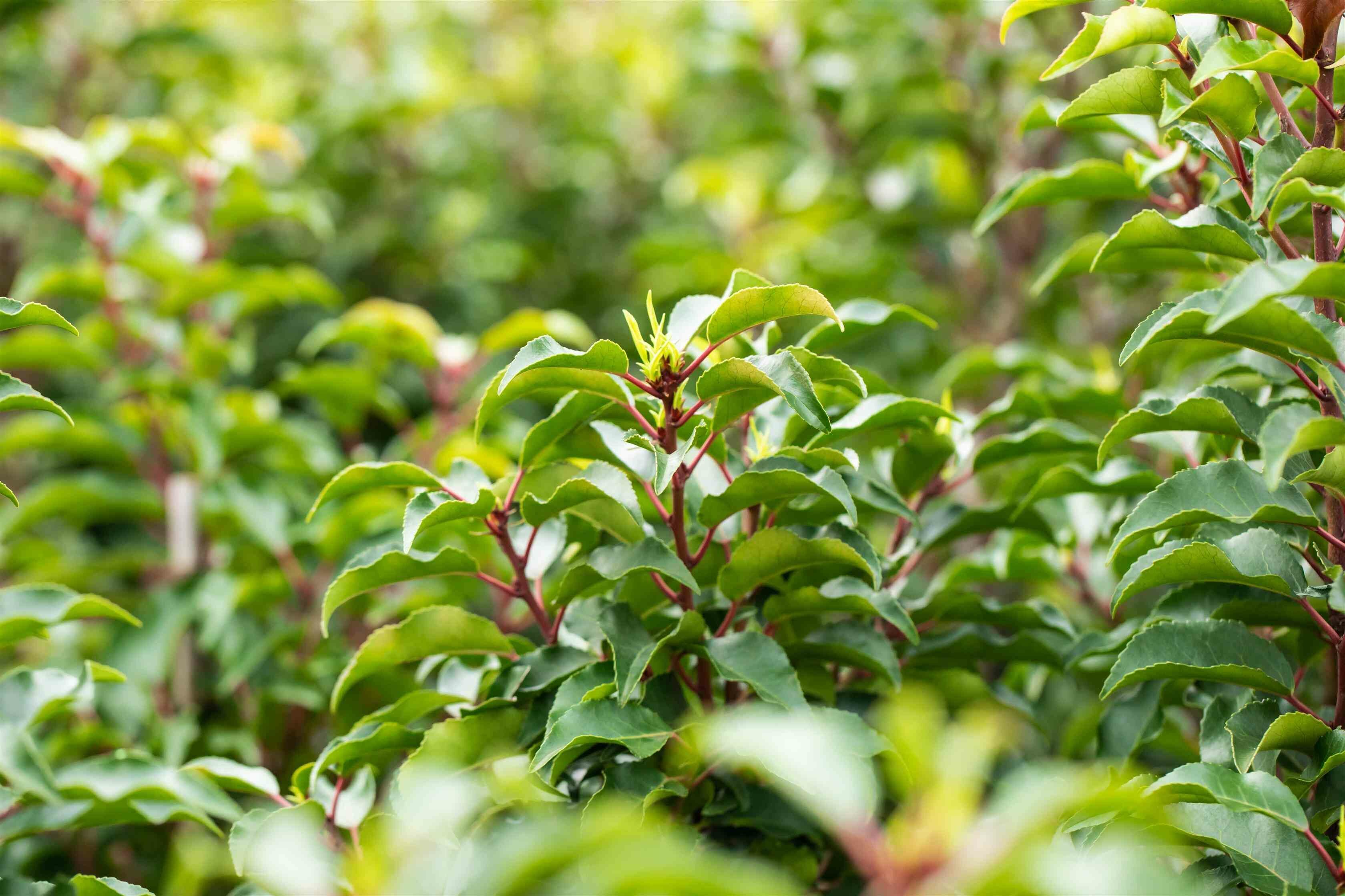 Qu’est-ce que le laurier-cerise ‘Caucasica’ ?
