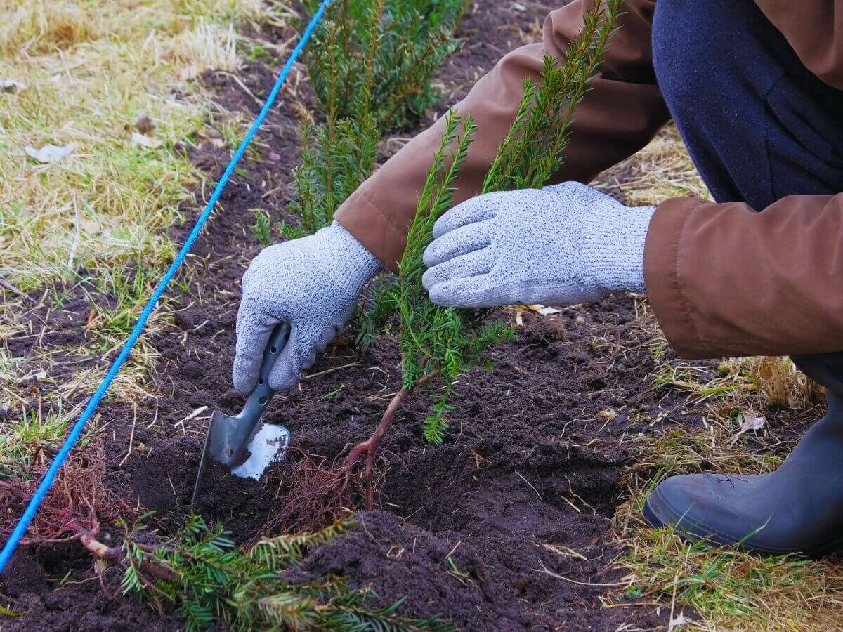 Quelle est la meilleure période pour planter une haie ? image