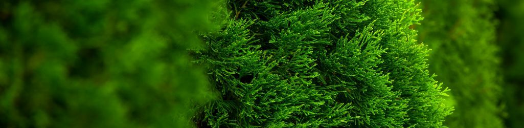 Quelle est la meilleure période pour planter une haie ? image