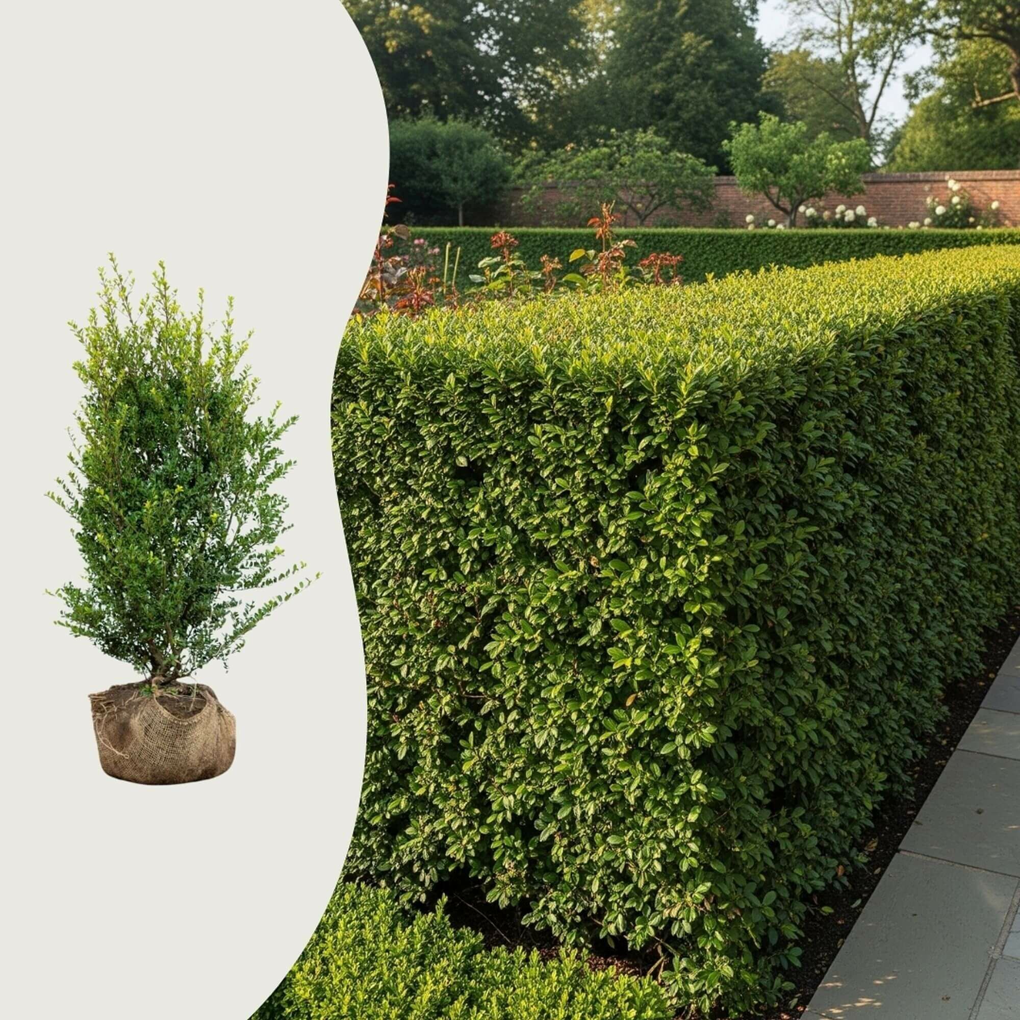 Les questions les plus fréquentes sur le houx (Ilex)
