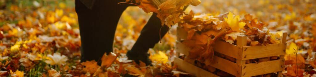 Utilisez intelligemment les feuilles d’automne comme protection naturelle pour votre jardin image