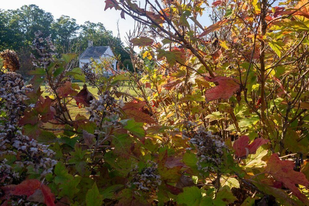 Préparer votre jardin à l'hiver en automne