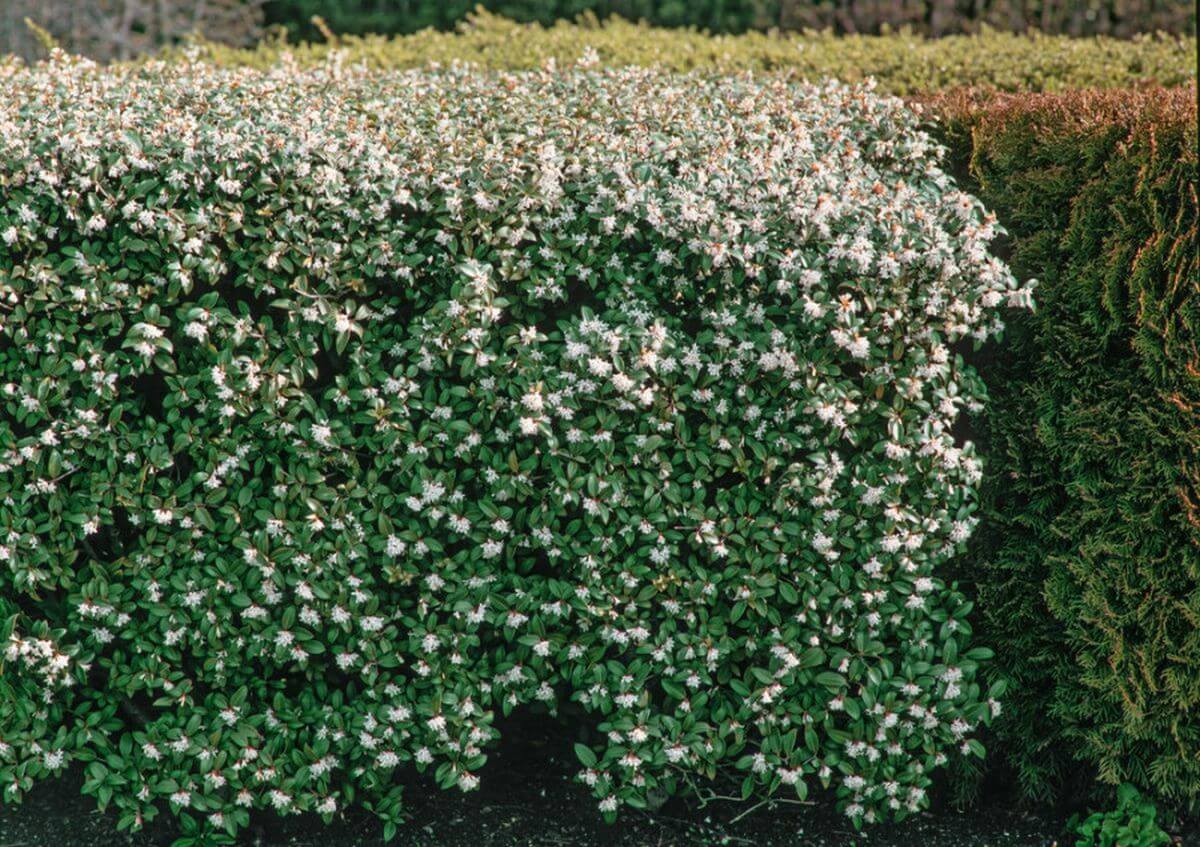 Osmanthus Burkwoodii: un atout pour votre jardin